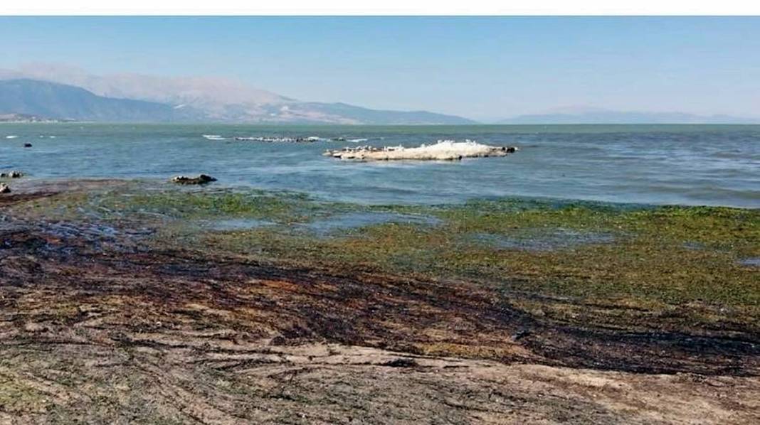 Eğirdir Gölü'nün bölünmesine 1 kilometre kaldı! Binlerce ölü su salyangozu karaya vurdu 15